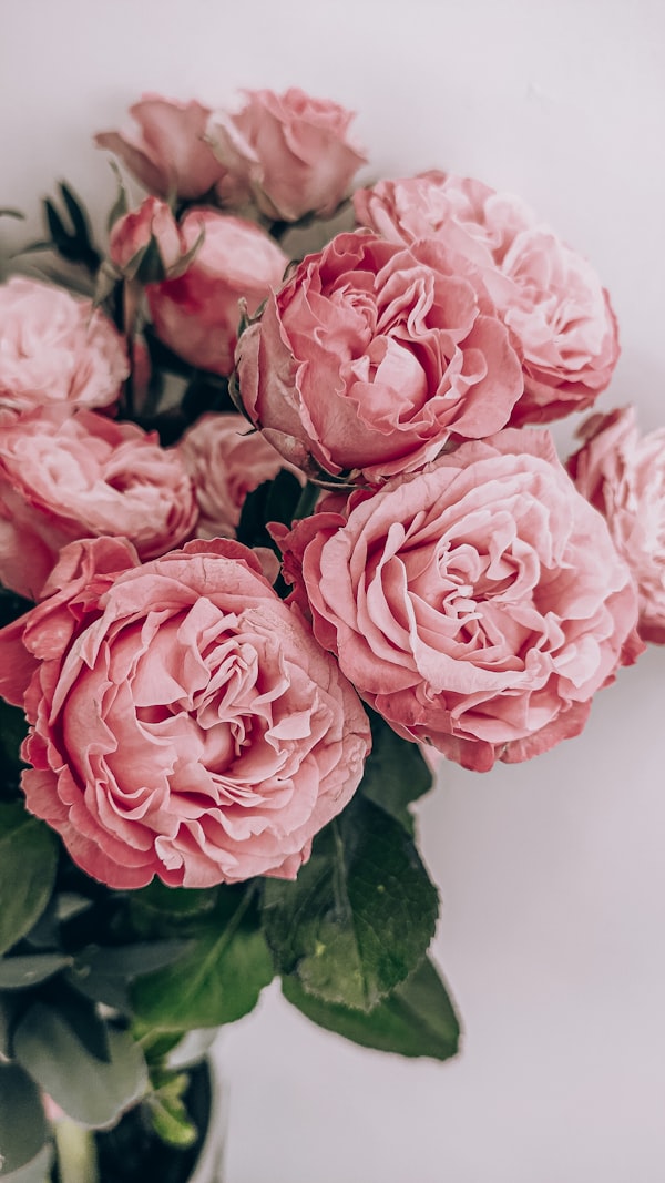 Fresh flowers flower collection